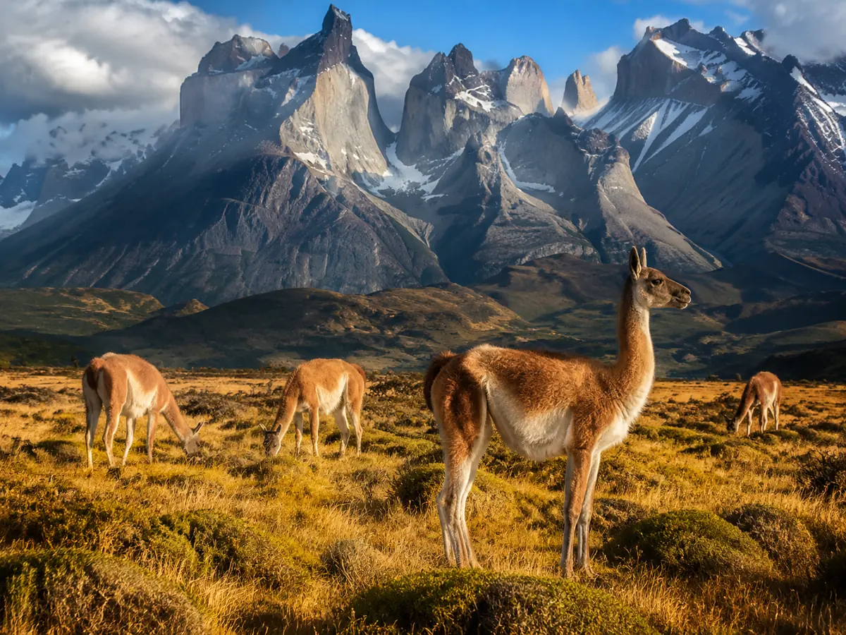 Guanacos on the steppe near Lago Sarmiento